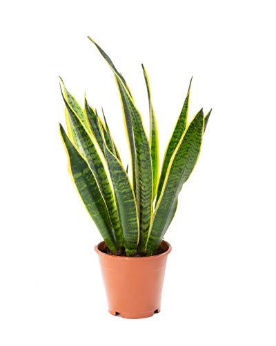 AIRY Bogenhanf (Sansevieria Trifasciata) • Luftreinigende Pflanze • Topf-Ø ca. 12cm, Höhe mit Topf ca. 35cm • Zimmerpflanze in gärtnerischer Qualität • Sicherer Pflanzenversand • Deutsche Gärtnerei von AIRY