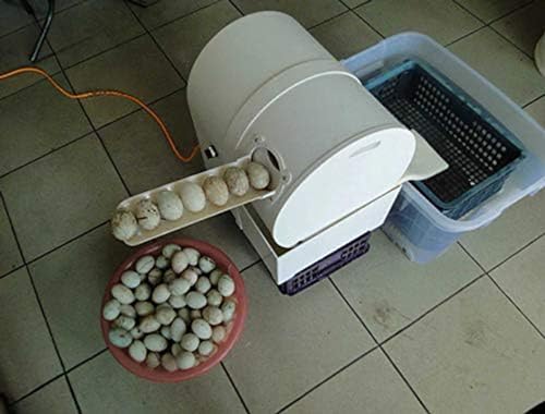 ALSUP Automatische Eierwaschmaschine Eieroberflächenreinigungsmaschine Eierwaschmaschine Kartoffelwaschmaschine von ALSUP