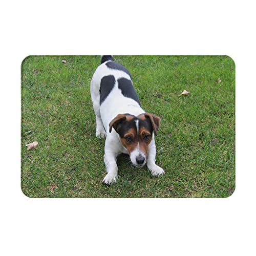 ASEELO 40 x 60 cm Fußmatte Jack Russell Hundeeingangsteppich Schmutzfänger für drinnen und draußen, rutschfester Teppichbereich, Barrierematte von ASEELO