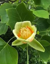 Neue frische 40 Stück Tulpenbaum-Blumensamen von Aachondra