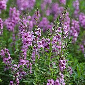 Aamish 10 Angelonia Blumensamen von Aamish