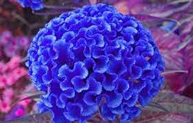 Aamish 100 Stück Hahnenkamm blaue Farbe Blumensamen von Aamish