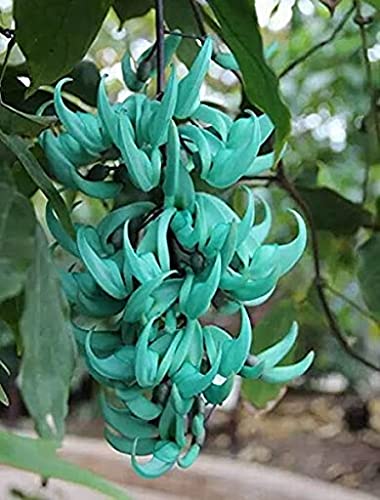 Aamish 100 Stück Jade Vine 'Strongylodon Macrobotrys' Blumensamen von Aamish