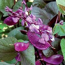 Aamish 100 Stück Ruby Moon Hyacinth Bean egetable Samen von Aamish
