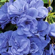 Aamish 15 Blumensamen der blauen Geranie von Aamish