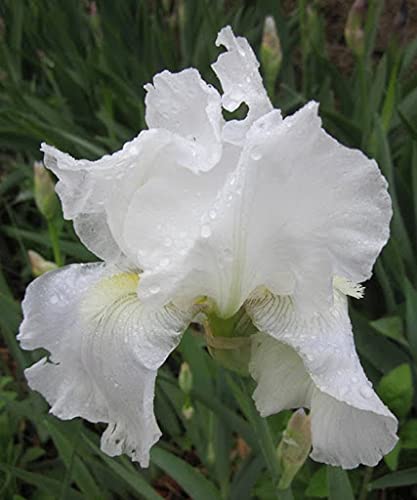 Aamish 15 Stück weiße Iris-Blumensamen von Aamish