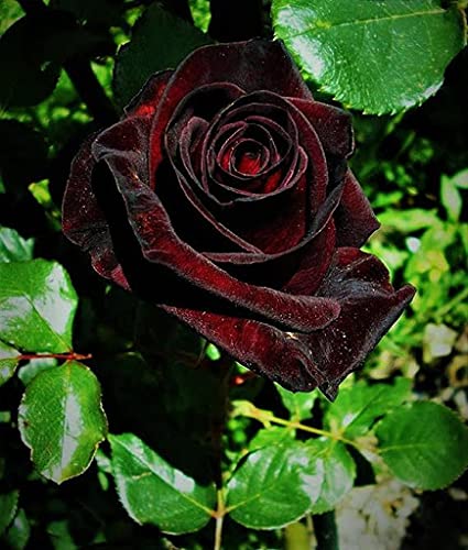 Aamish 20 Stück Black Baccara Hybrid Seltene Rosenblüten Samen von Aamish