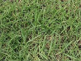 Aamish 20 Stück Kikuyu Gras Pflanzensamen von Aamish