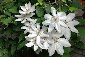 Aamish 20 weiße Clematis-Blumensamen von Aamish
