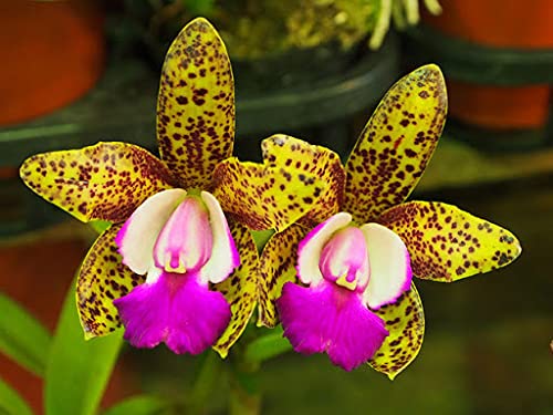 Aamish 25 Stück japanische Tiger Orchidee Blumensamen von Aamish