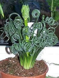 Aamish 3 Stück Albuca Spiralis Pflanze von Aamish