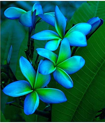 Aamish 5 Stück Blue Green Plumeria Blumensamen von Aamish