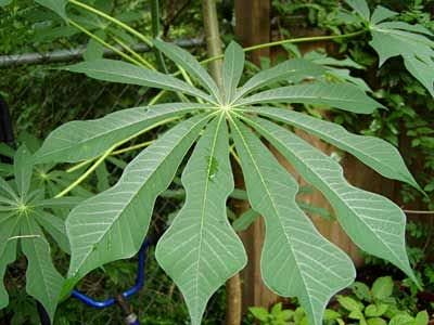 Aamish 5 Stück Cassava Manihot Dulcis Baum Samen von Aamish