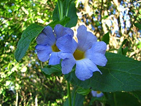 Aamish 5 Stück Thunbergia blaue Glocke tropische Pflanzensamen von Aamish