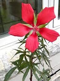 Aamish 50 Stück Riesenrot Texas Star Hibiscus Blumensamen von Aamish