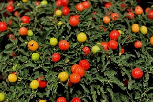 Aamish 50 Stück Solanum Trilobatum Kirschgemüsesamen von Aamish