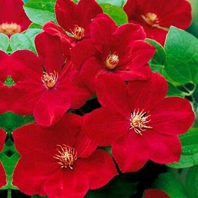 Aamish Rote Clematis-Blumensamen von Aamish