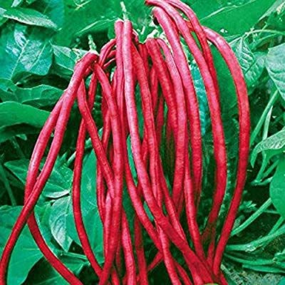 Aamish Yard Long Red Noodle Bean Gemüsesamen von Aamish