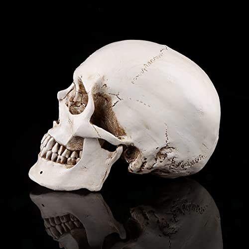 Neandertaler-Schädel-Modell, Lebensgroßer Menschlicher Schädel, 23 X 19 X 16 Cm, 1 Stück, Weißes Kunstharz, Menschlicher Schädel, Lebensgroße Zeichnungsmodell-Replik, Zeichnung, von Aatraay
