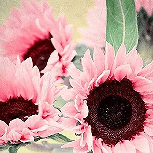 AchidistviQ 100 Samen Seltene Sonnenblumenkerne Bunte Rote/Lila/Rosa Sonnenblumenkerne Für Die Gartenbepflanzung Im Freien Rosa Sonnenblumenkerne von AchidistviQ