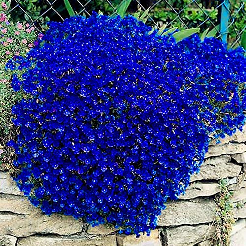 AchidistviQ 100 Stück Mehrjährige Bodendecker Pflanze Rock Kresse Samen Tropische Zier Immergrüne Pflanzen Für Gartenbepflanzung Im Freien Blau von AchidistviQ