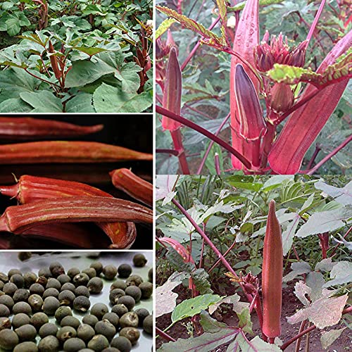 AchidistviQ 100Pcs Red Okra Seeds Non GMO Fresh Green Gemüsesamen Schnellwachsend Für Die Bepflanzung Des Hausgartens Im Freien Rote Okrasamen von AchidistviQ