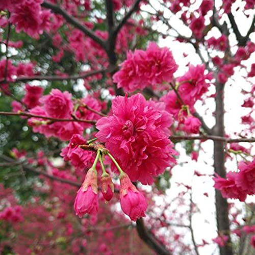 AchidistviQ 20 Stück Rot Japanische Kirschblüten Samen Mehrjährige Garten Bonsai Baum Samen Zier Blumen Baum Samen Rote Bougainvillea-Samen von AchidistviQ