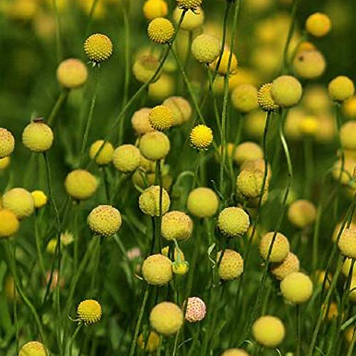 AchidistviQ 50Pcs Craspedia Globosa Drumstick Flowers Billy Buttons Frische Natürliche Gelbe Blumen Zum Pflanzen Von Garten Im Freien Samen von AchidistviQ