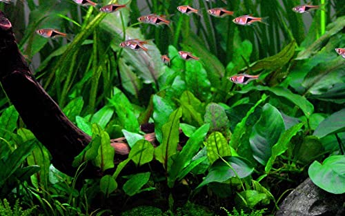 AquaOne Aquarium Pflanze Cryptocoryne wendtii 'Green' I Wasserpflanze Aquariumpflanze Rosette voll durchwurzelt einfach pflegeleicht Aquascaping Dekoration von AquaOne
