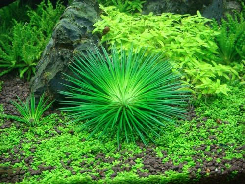 AquaOne Aquarium Pflanze In Vitro Eriocaulon cinereum Wasserpflanze 1-2-Grow! Aquariumpflanze Becher Labor-Aquarienpflanzen Dekoration Aquascaping von AquaOne