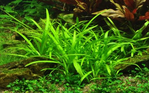 AquaOne Aquarium Pflanze In Vitro Sagittaria subulata Wasserpflanze 1-2-Grow! Aquariumpflanze Becher Labor-Aquarienpflanzen Dekoration Aquascaping von AquaOne