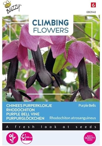 Buzzy Climbing Flowers, Rhodochiton Purple Bells von Arborix, grüner und billiger!