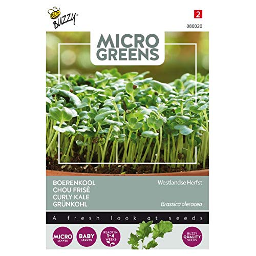 Buzzy Microgreens, Grünkohl Westländer Halbhoher von Arborix, grüner und billiger!