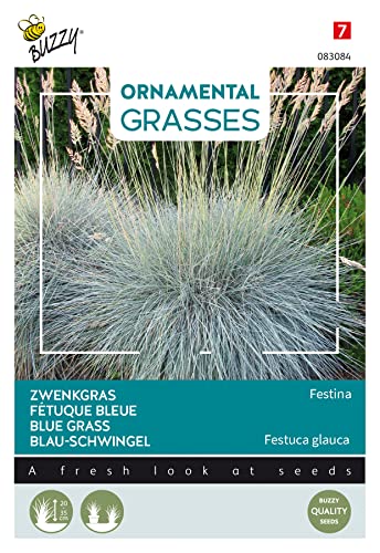 Buzzy Ornamental Grasses, Blau-Schwingel 'Festina' von Arborix, grüner und billiger!
