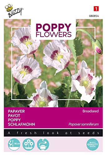 Buzzy Poppy Flowers Schlafmohn Blaumohn von Arborix, grüner und billiger!