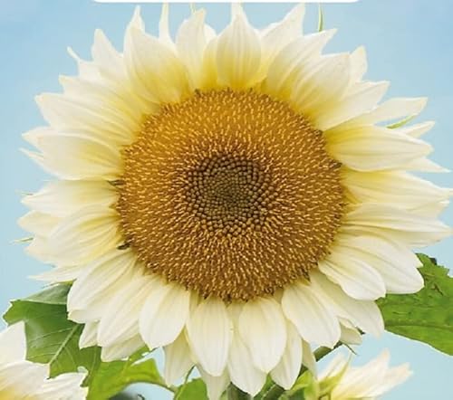 Buzzy Sunny Flowers, Sonneblume White Sun F1 von Arborix, grüner und billiger!