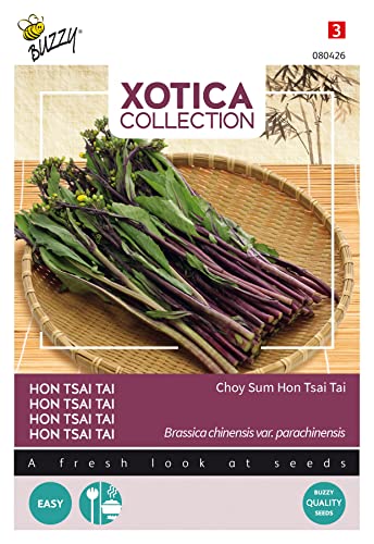 Buzzy Xotica Hon Tsai Tai - Yu Choi Sum von Arborix, grüner und billiger!