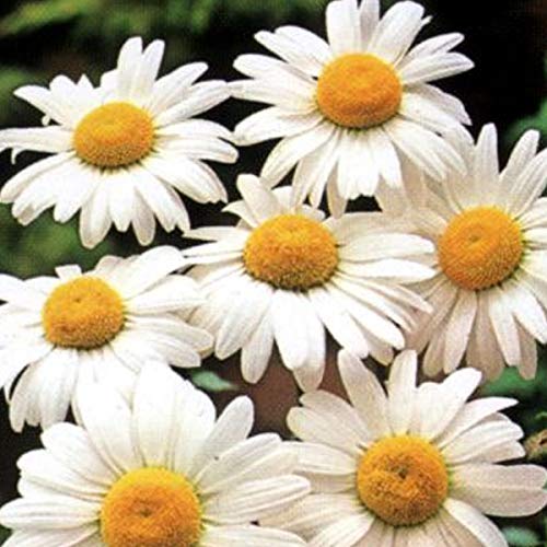 6 x Margerite 'Maikönigin' - Leucanthemum Vulgare 'Maikonigin' Topf 9x9cm: Große Blüten, aufrecht, anspruchslos. von Arborix, grüner und billiger!