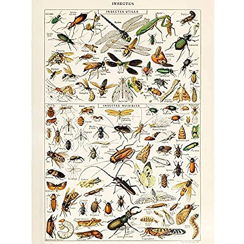 Millot Encyclopedia Page Insects Dragonfly Unframed Wall Art Print Poster Home Decor Premium Seite Drachen Wand Zuhause Deko von Artery8