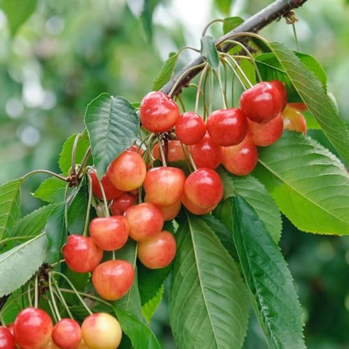 Büttner´s Rote Knorpelkirsche, kleinbleibender Kirschbaum, Süßkirsche, 120-140cm im 10 Liter Topf von Artländer Pflanzenhof