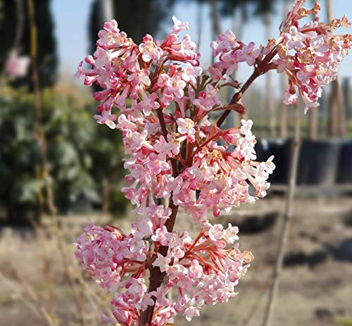 Duftender Winterschneeball, Viburnum bodnantense `Dawn´, ca.80-100cm, im Topf von Artländer Pflanzenhof