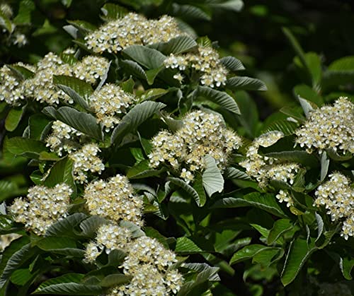 Erlenblättrige Eberesche `Red Bird´, Sorbus alnifolia, ca. 120cm im 5 Liter Topf von Artländer Pflanzenhof