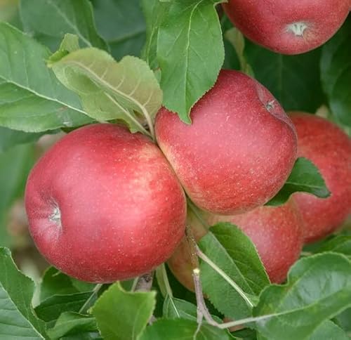 Santana®, allergikergeeignete Apfelsorte, Buschbaum (kleinbleibend), 120-140cm, im Topf von Artländer Pflanzenhof