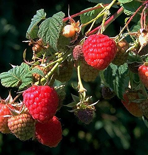 Schönemann, sommertragende Himbeere, 60-80cm im Topf von Artländer Pflanzenhof