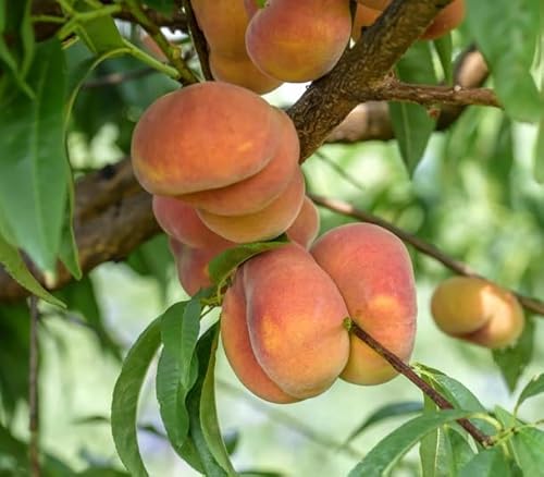 Teller- / Sandwichpfirsich, platt-runde Frucht, Buschbaum, 120-140, großer Topfballen von Artländer Pflanzenhof