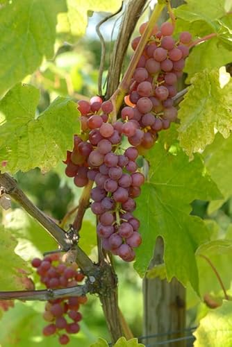 Vanessa, pilzfeste Weinrebe, rote, kernlose Beeren, im Topf von Artländer Pflanzenhof