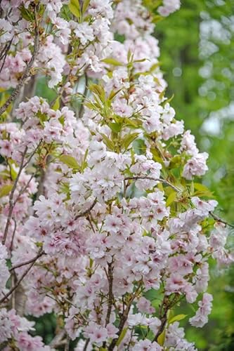 Zierkirsche `Amanogawa´, Prunus serrulata, 100-120cm, im Topf von Artländer Pflanzenhof