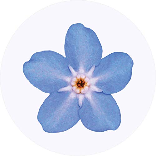 24 x 40mm 'Vergissmeinnicht Blume' Aufklebern/Stickers (SK00015693) von Azeeda