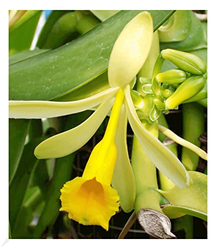 BALDUR Garten Echte Vanille Pflanze, 1 Topf Vanilla planifolia, Orchidee blühende Zimmerpflanze, mehrjährig - frostfrei halten, blühend, Gewürzvanille, duftende Blüten von BALDUR Garten