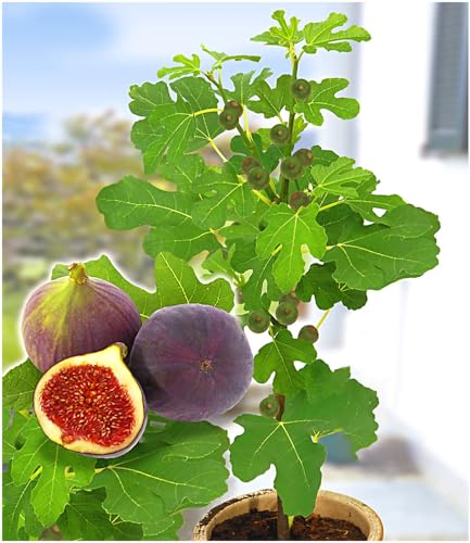 BALDUR Garten Frucht-Feige "Rouge de Bordeaux", 1 Pflanze Ficus carica Feigenbaum von BALDUR Garten